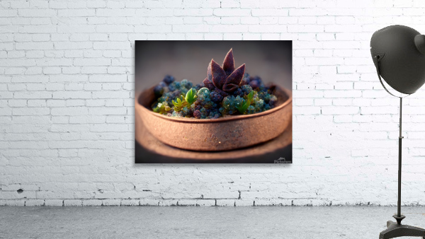 Potted Succulents Wall Preview