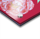 peony35 Acrylic print
