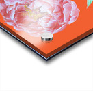 peony39 Acrylic print