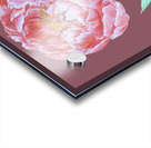 peony36 Acrylic print