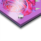 rosa14 Acrylic print
