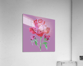 peony4 Acrylic Print