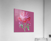 peony3 Acrylic Print
