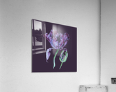tulip207 Acrylic Print