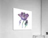 tulip202 Acrylic Print