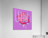 rosa14 Acrylic Print