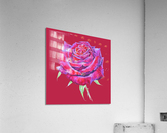 rosa12 Acrylic Print