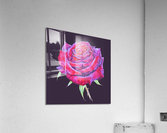 rosa15 Acrylic Print