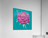 rosa10 Acrylic Print