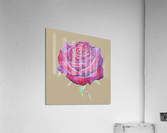 rosa9 Acrylic Print