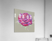rosa8 Acrylic Print