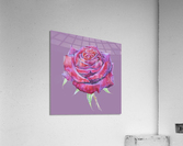 rosa5 Acrylic Print