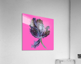 tulip311 Acrylic Print