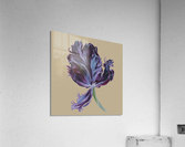 tulip309 Acrylic Print