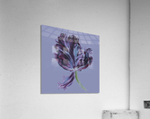 tulip305 Acrylic Print