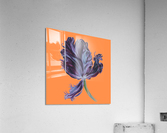 tulip308 Acrylic Print