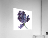 tulip302 Acrylic Print