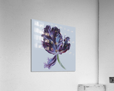 tulip310 Acrylic Print