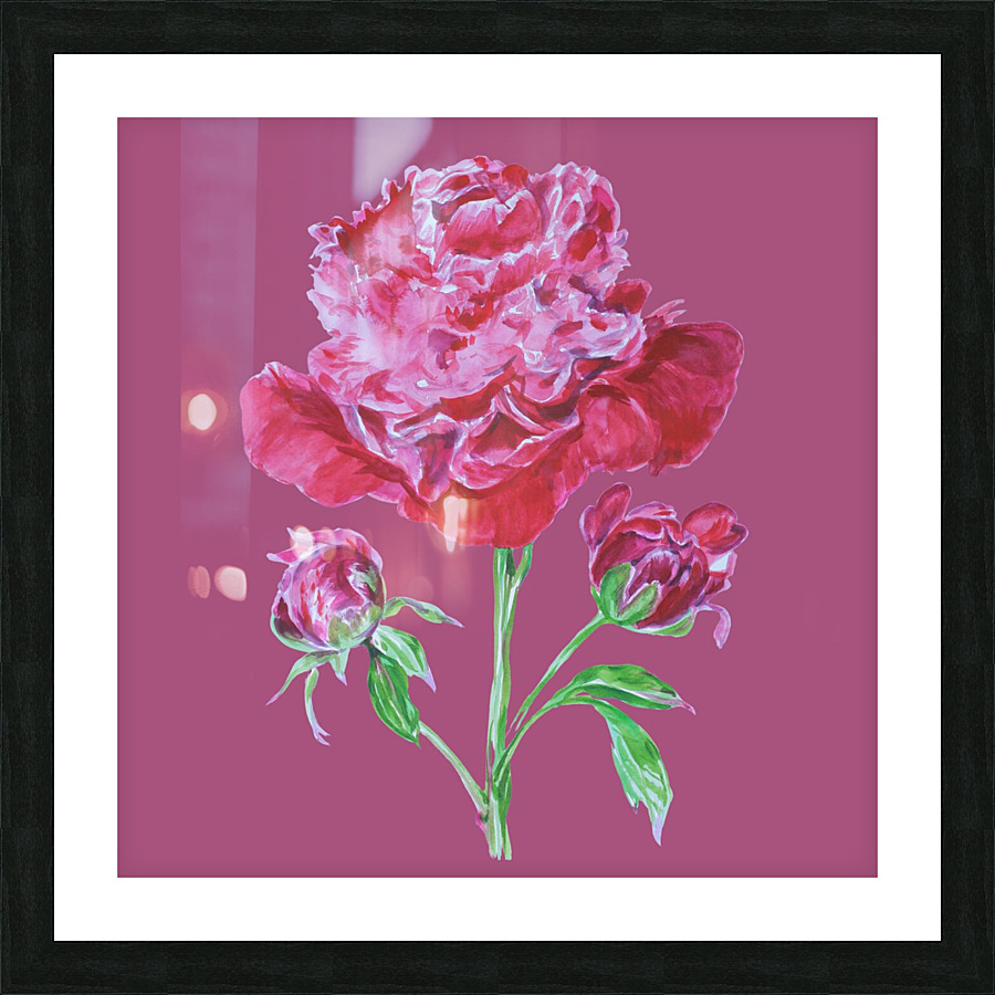 peony3 Picture Frame print