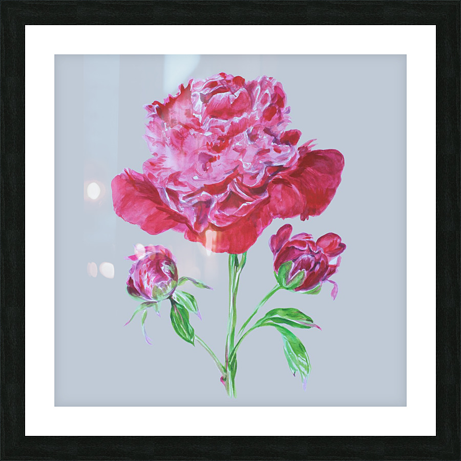 peony10 Picture Frame print