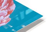peony30 HD Metal print