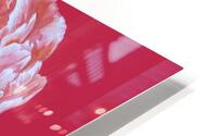 peony35 HD Metal print
