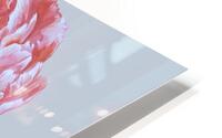 peony32 HD Metal print
