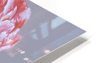 peony38 HD Metal print