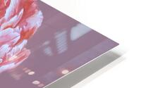 peony37 HD Metal print