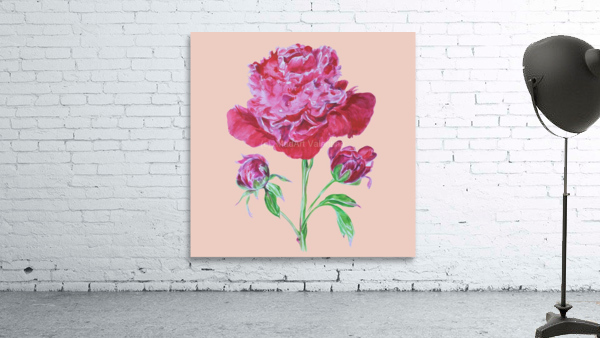 peony6 Wall Preview