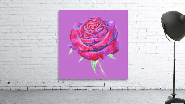 rosa14 Wall Preview