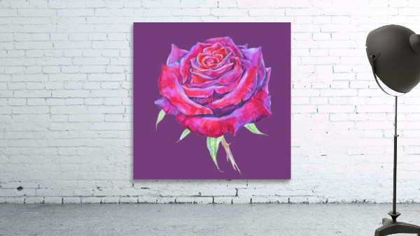 rosa13 Wall Preview