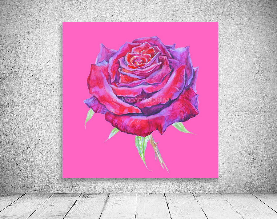 Rose16 Wall Preview