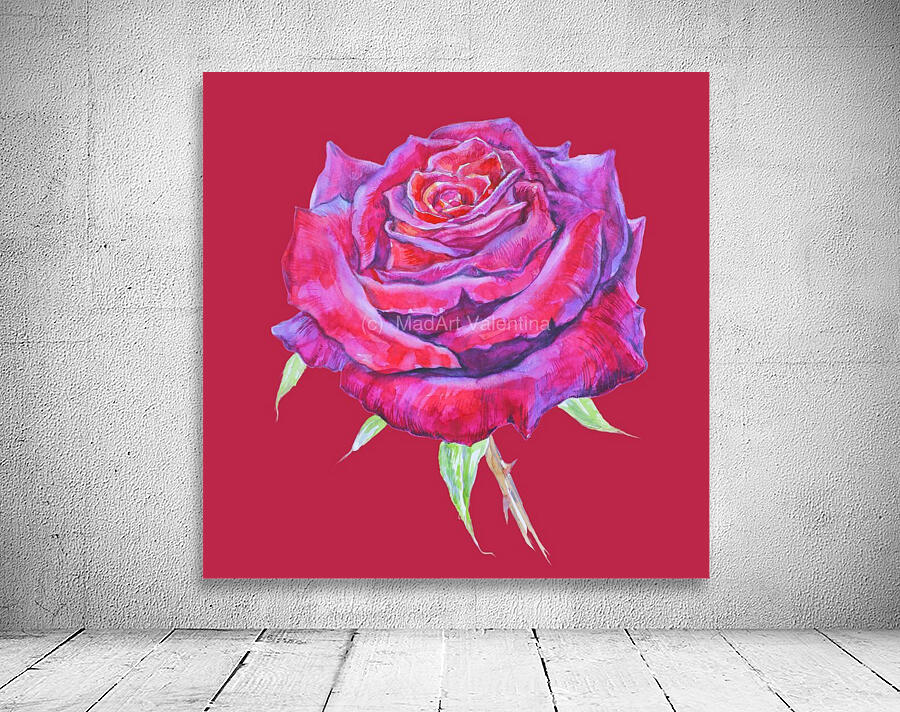 rosa12 Wall Preview
