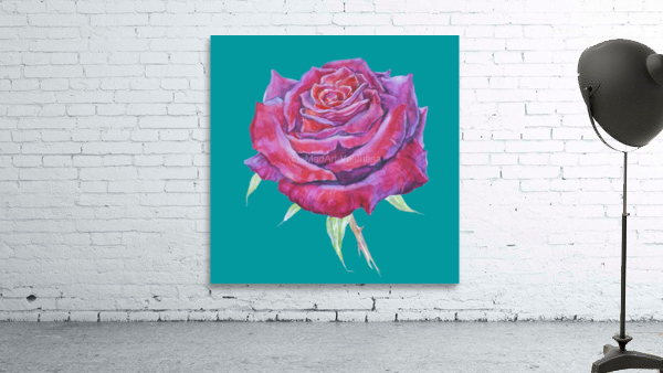 rosa10 Wall Preview