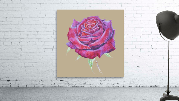 rosa9 Wall Preview