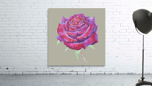 rosa8 Wall Preview
