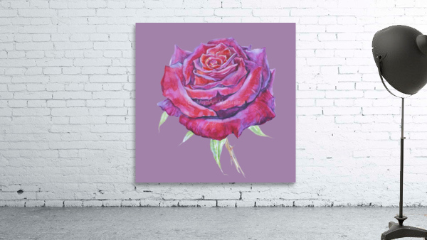 rosa5 Wall Preview
