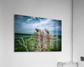 Grit Bird Revised Acrylic Print
