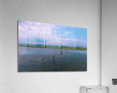 Soft Bird Rev Acrylic Print