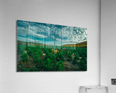 Mulligan Tree Acrylic Print