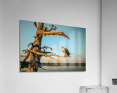 dads dinner Acrylic Print