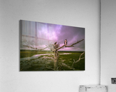 purple bird rev Acrylic Print