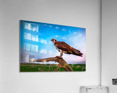 pops Oblique Acrylic Print