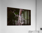 Down on Bird Tree Acrylic Print