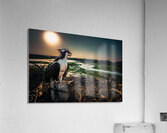 Osprey Hunted 2 Acrylic Print