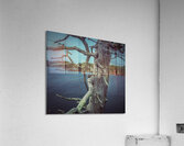 Osprey Peaking Acrylic Print