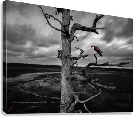red bird 0251 Canvas Print
