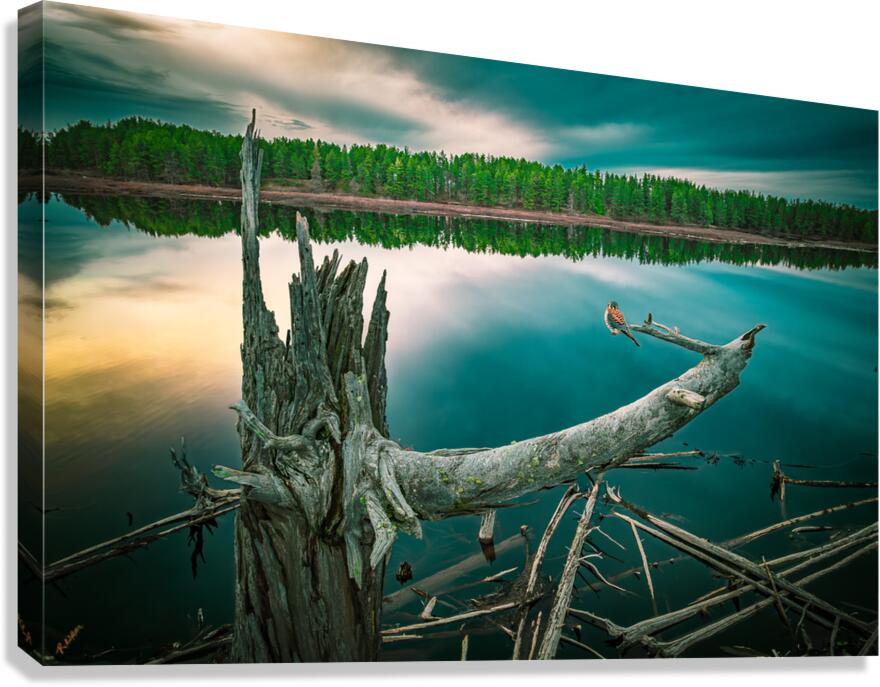Our Friend Kestrel O.E. Canvas Print
