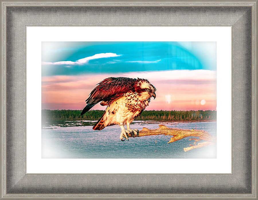 Care a Lot Osprey Picture Frame Printing